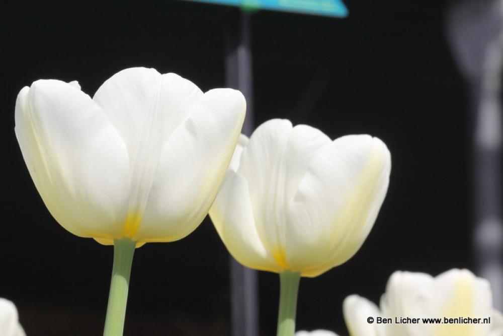 2 witte tulpen